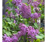 semi di lillà d'appartamento esotiche interna Aiuole rialzate per il giardino sul balcone serre balcone interno varietà antiche 280pcs