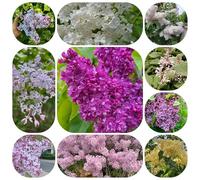 semi di lillà, decorazione balcone resistenti vecchie varietà 300pcs