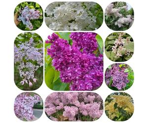 semi di lillà, decorazione balcone resistenti vecchie varietà 300pcs