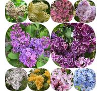 Semi di lillà - decorazioni da giardino per esterni per luoghi soleggiati decorazione floreale giardinieri arbusti fioriti, resistenti vecchie varietà raro semi di 500pcs