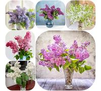 Semi di lillà - decorazioni da giardino per esterni vecchie varietà per luoghi soleggiati estivi decorazione floreale giardino di arbusti raro giardinieri esotico organico 220pcs