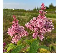 Semi di lillà - esotico per luoghi soleggiati vecchie varietà per giardinieri estivi serre da balcone arbusti fioriti, resistenti semi di organico decorazione 450pcs