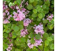 Semi di lillà - estivi resistenti per luoghi soleggiati decorazioni da giardino per esterni serre da balcone semi di giardinieri vecchie varietà 50pcs