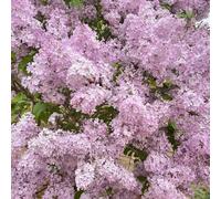 Semi di lillà - estivi vecchie varietà giardino di arbusti resistenti decorazioni da giardino per esterni per luoghi soleggiati esotico organico raro decorazione 300pcs