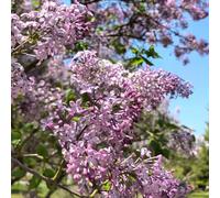 Semi di lillà, giardino di arbusti ti resistenti da esterno resistenti esotiche rare vecchie varietà semi di decorazione floreale 350pcs