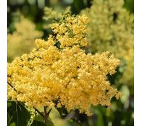 semi di lillà in vaso in vaso tappezzanti rialzata decorazioni da giardino per esterni da giardino decorative Vecchie varietà resistenti 150pcs