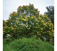 Semi di lillà, Le da giardino sono balcone semi di campo 50pcs