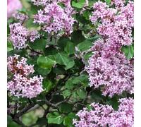 Semi di lillà nano - primaverili resistenti semi di decorazioni giardino per esterni varietà antiche, rare per i luoghi soleggiati 250pcs
