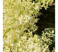 Semi di lillà, perenni biologici semi di come per gli ospiti regali per giardinieri vecchie varietà da esterno 55pcs