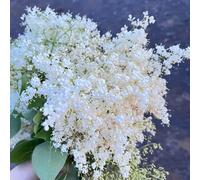 semi di lillà - perenni di decorazione di vecchie varietà di aiuole rialzate da balcone 100pcs