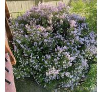 Semi di lillà perenni resistenti-di lillà resistenti,da interno,da esterno resistenti giardino di,da giardino semi di a crescita rapida 250pcs