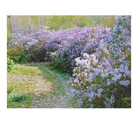 Semi di lillà perenni resistenti-di lillà resistenti,perenni resistenti e perenni vaso,resistenti per il giardino vasi per,per luoghi 200pcs