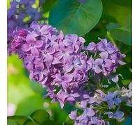 Semi di lillà perenni resistenti-di lillà resistenti,semi di,da esterno resistenti in vaso,semi di per il giardino,colorati semi di 250pcs