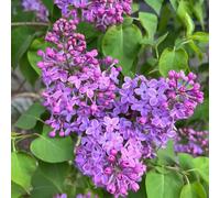 Semi di lillà, regali sostenibili da balcone resistenti resistenti per il giardino regali per gli amanti del giardino 200pcs