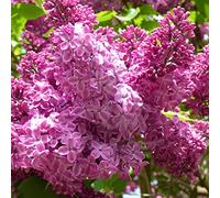 semi di lillà resistenti - sul balcone varietà antiche e da giardino 400pcs