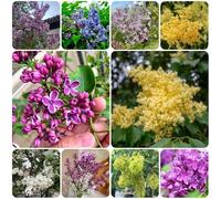 Semi di lillà, semi di come per gli ospiti regali per giardinieri perenni vecchie varietà da giardino roccioso 350pcs