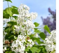 Semi di lilla - Semi di lilla - balcone semi di campo da giardino semi di da balcone resistenti 500pcs