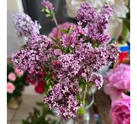 Semi di lilla - Semi di lilla - balcone, semi di campo regali da giardino per le donne resistenti Le da giardino sono 200pcs