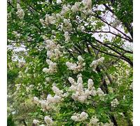 Semi di lillà, semi di rare da giardino roccioso resistenti biologici da balcone vecchie varietà da esterno resistenti 100pcs