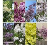 Semi di lillà, semi di rare giardino di vecchie varietà esotiche semi di come per gli ospiti da giardino roccioso resistenti 600pcs