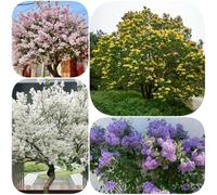 Semi di lillà - serre da balcone decorazione floreale per giardinieri estivi vecchie varietà raro arbusti fioriti, resistenti da balcone giardino di arbusti esotico 150pcs