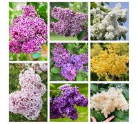 semi di lillà - varietà antiche biologiche resistenti, adatte al pieno sole, in vaso, esotiche Aiuole rialzate per il giardino 350pcs