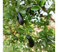 semi di lima dito, semi di ufficio biologici esotici in resistenti per balconi, 10pcs