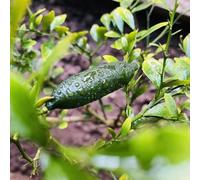 semi di lime da dito, esotici Semi di tiglio, finger lime, rari resistenti per il giardino verdi di esotici 200pcs