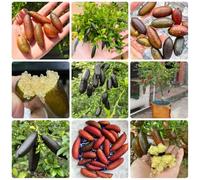 semi di lime da dito, resistenti per il giardino Semi di tiglio, finger lime, rari da balcone 150pcs