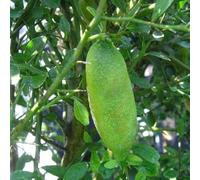 Semi di lime - raro da frutto semi di resistenti da balcone frutto nani, resistenti colonnari giardino roccioso per gli amanti del 250pcs