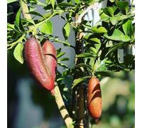Semi di lime, regali per gli amanti del giardino da giardino roccioso frutteto fresca resistenti per il colonnare vecchie varietà esotiche di 250pcs