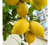semi di limone - aiuole rialzate biologici interno esotici decorative balcone appartamento purificano aria rampicanti 30pcs