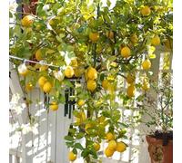 semi di limone - biologici appartamento purificano aria decorative aiuole rialzate 420pcs