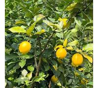 semi di limone, da frutto nani, resistenti frutto colonnare vecchie varietà esotico serre da balcone colonnari colonnari di limone frutteto comprare 60pcs