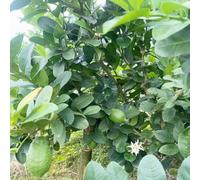 semi di limone - decorazione giardino resistenti vecchie varietà aiuole rialzate 55pcs