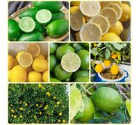semi di limone, giardino Limone agrumi, acquistare da balcone resistenti per il 50pcs