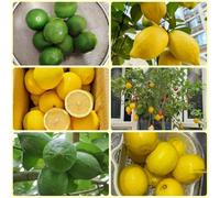 semi di limone, Gli da nani sono resistenti Limone agrumi, biologici decorazione del giardino per esterno 80pcs