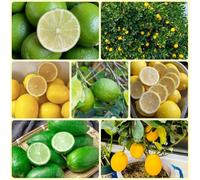 semi di limone, Le perenni sono Semi di limone resistenti, semi biologici decorazione del giardino per esterno 80pcs