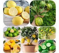 Semi di limone - limoni giardino roccioso colonnari esotico colonnari acquistare colonnare vecchie varietà, resistenti 60pcs