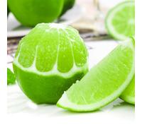 Semi di limone - per giardinieri vecchie varietà giardino balcone colonnare serre balcone resistenti limoni a 300pcs