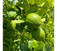 semi di limone - rare aiuole rialzate giardino resistenti balcone decorazione esterni biologici 10pcs