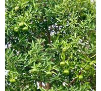 semi di limone resistenti - biologici varietà antiche giardini rocciosi appartamento esotiche aiuola rialzata balcone serra 350pcs