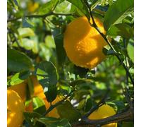 semi di limone - resistenti giardino biologici vecchie varietà balcone decorazione perenni 200pcs