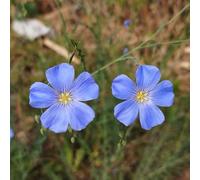 semi di lino blu - decorazione soggiorno primaverili selvatici resistenti giardino balcone letto rialzato 600pcs