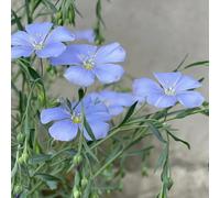 Semi di lino blu - esotici Semi di lino, Linum perenne, serre da balcone resistenti per il giardino rare semi di regali sostenibili selvatici 150pcs