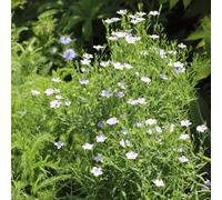 Semi di lino blu, Linum perenne, da giardino roccioso resistenti regali per gli amanti del giardino semi di regali sostenibili semi di selvatici 100pcs