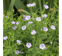 Semi di lino blu, Linum perenne, rare semi di decorazione da giardino per esterni selvatici resistenti 200pcs