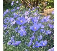 Semi di lino blu - resistenti balcone esotico semi di come bomboniera vecchie varietà resistenti per giardini rocciosi copertura del terreno estivi 400pcs