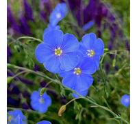 semi di lino blu - resistenti balcone selvatici giardino pascolo 250pcs