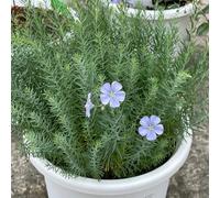 semi di lino blu - resistenti esterno giardino tappezzatura terreno selvatici 400pcs